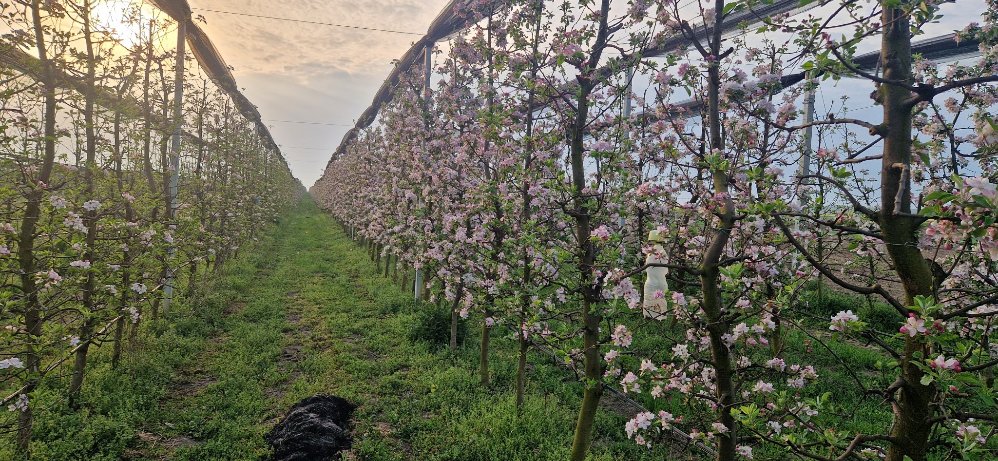Livada BIORECAȘ înflorită