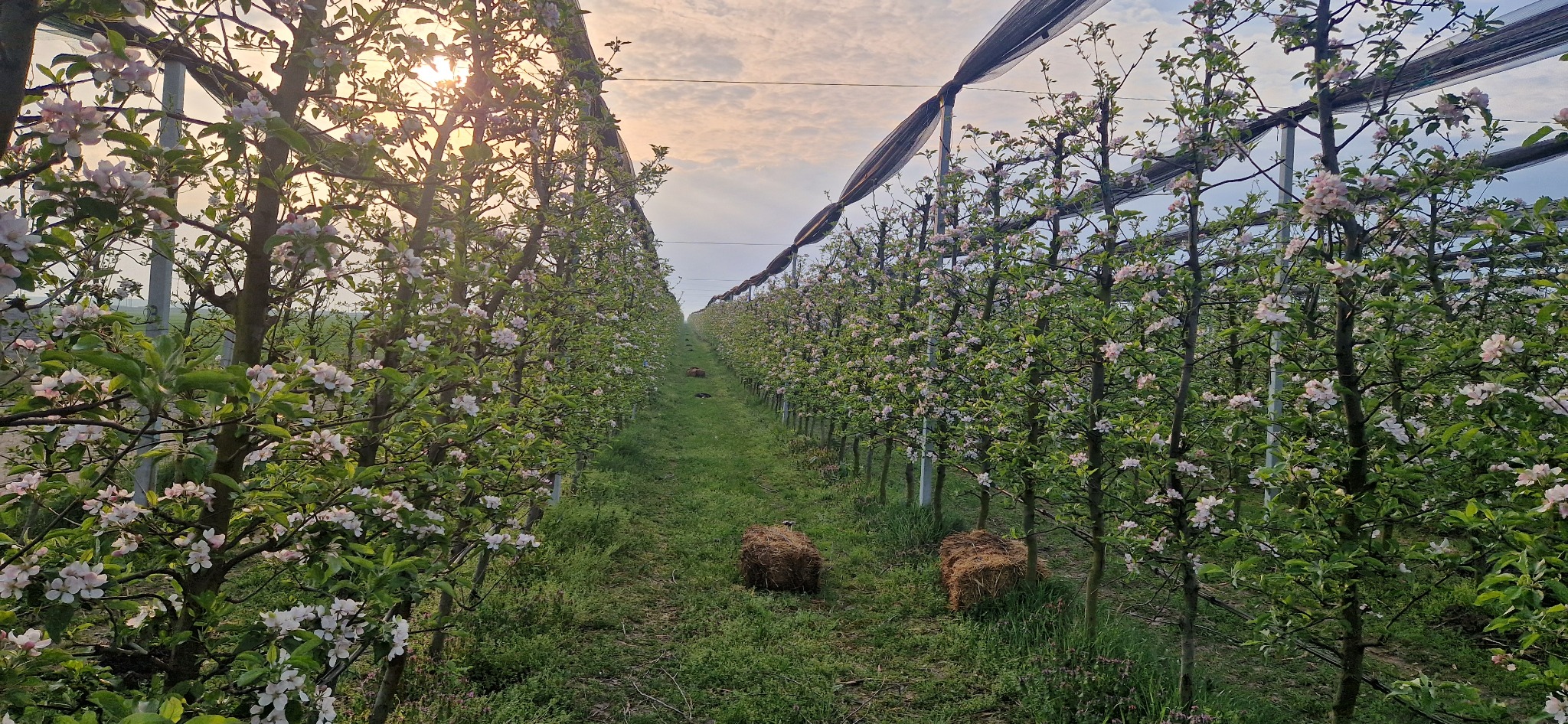 Meri înfloriți