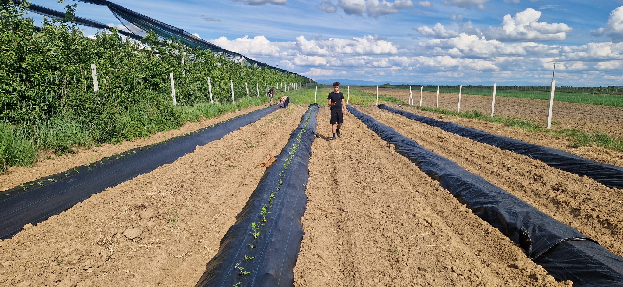 Plantarea zmeurei