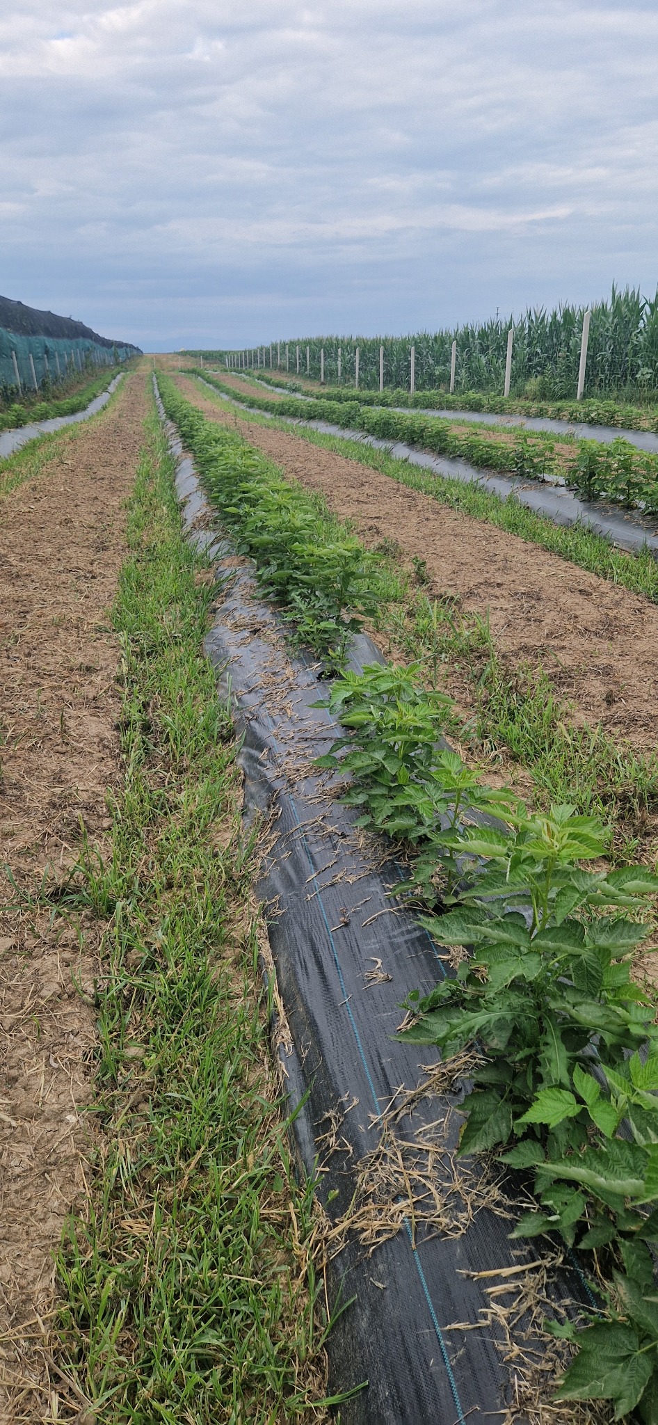 Cultura de zmeură BIORECAȘ